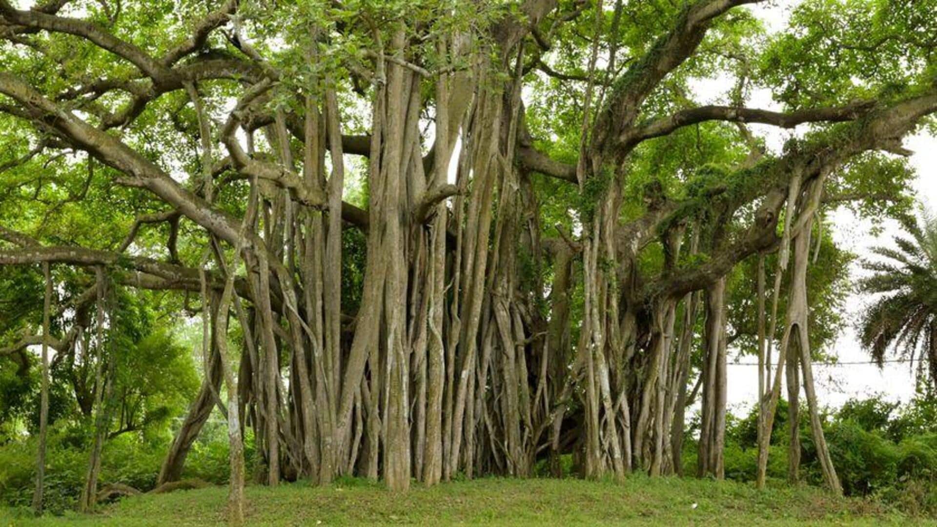 Pohon Beringin India dan Solusi Lingkungan Masa Depan