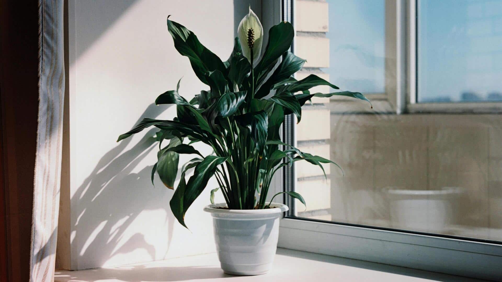 Cara Menanam Lili Perdamaian di Rumah