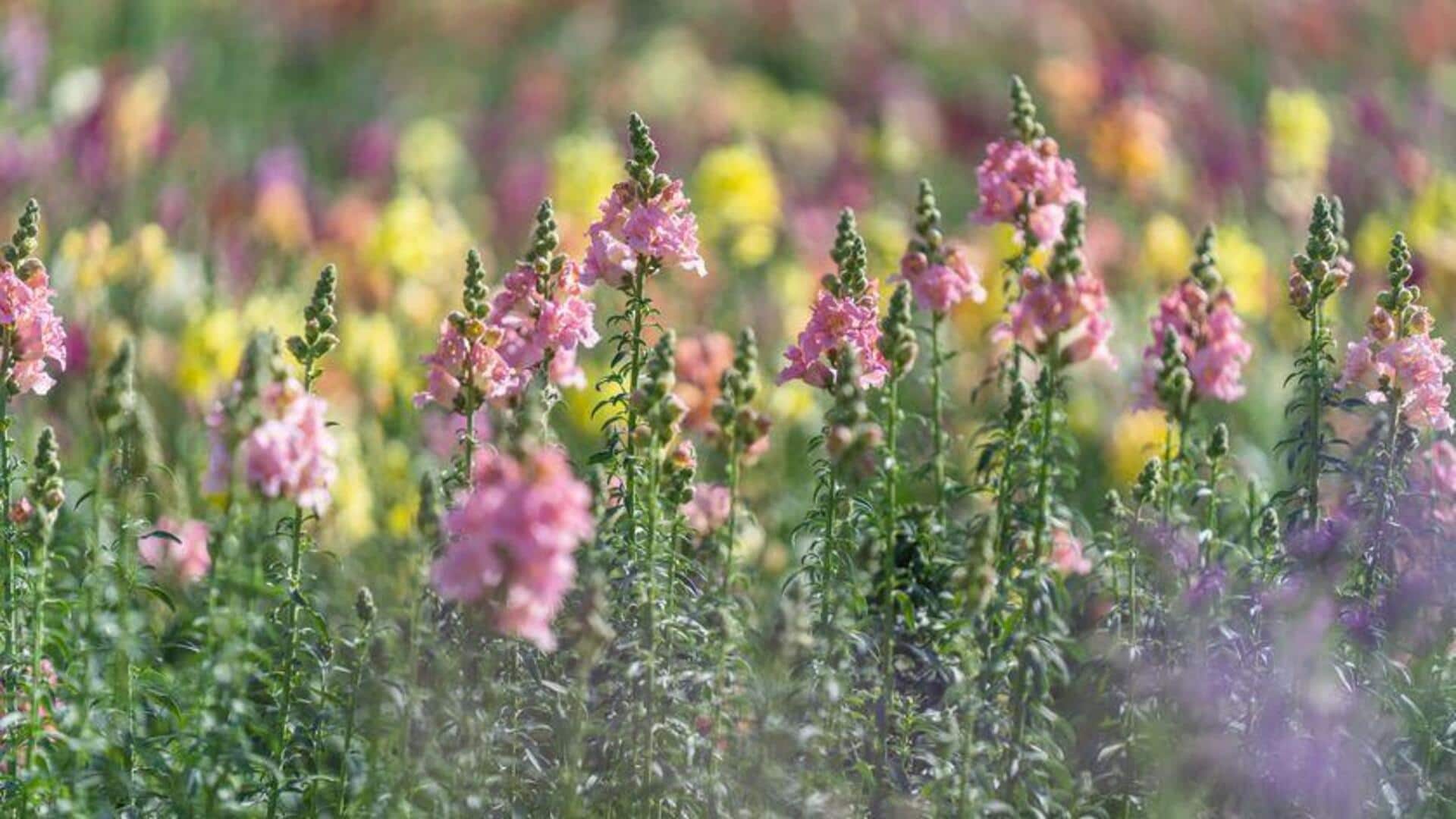 Memahami Mekar Bunga Mulut Naga: Manfaat Berkebun dan Tips Perawatan