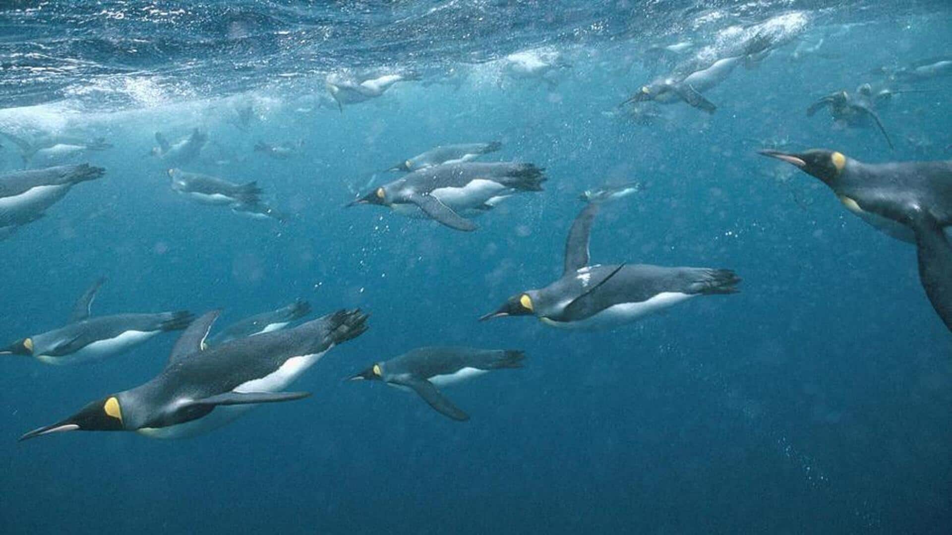 Mengungkap Ketangkasan Teknik Berburu Penguin di Bawah Air