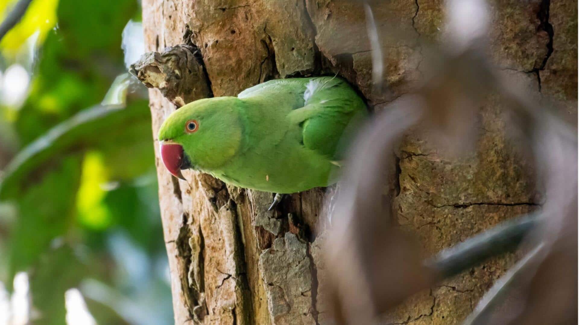 Mempelajari Kebiasaan Bersarang Burung Nuri yang Unik