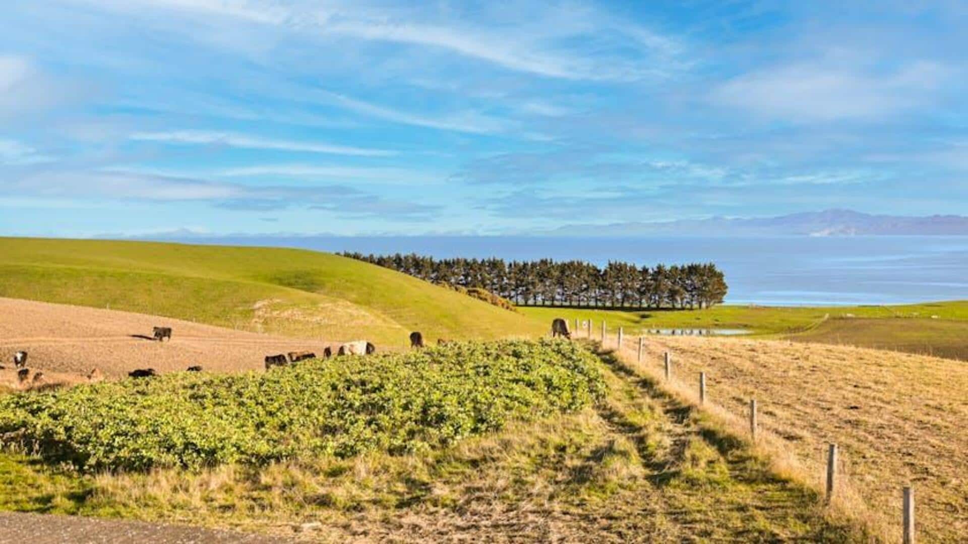 Lima Eco-Farm yang Wajib Dikunjungi di Selandia Baru