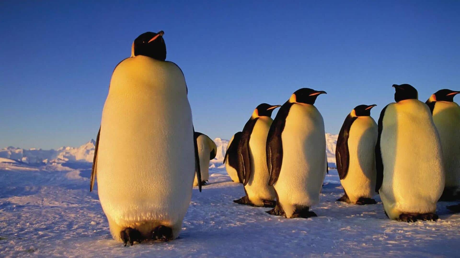 Dinamika Ikatan Penguin: Taktik Bertahan Hidup di Iklim Ekstrem