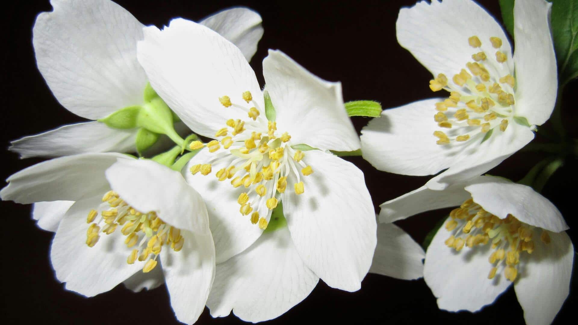 Cara Menanam Melati di Dalam Ruangan dengan Mudah