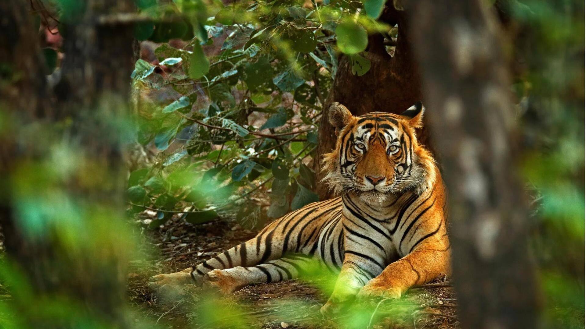 Kebiasaan Sosial yang Tak Terduga dari Harimau Kebiasaan Sosial yang Tak Terduga dari Harimau