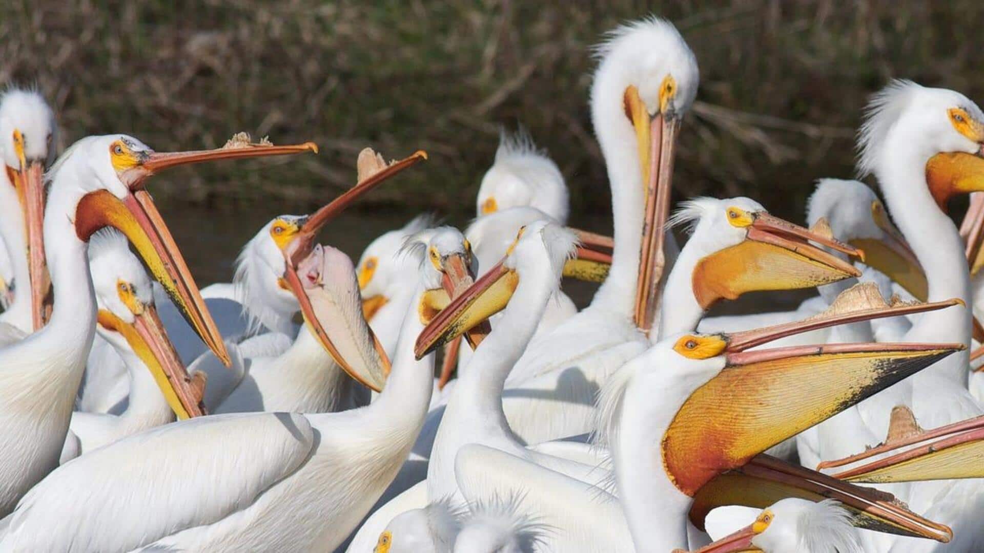 Memahami Cara Komunikasi Pelikan di Habitat Alaminya
