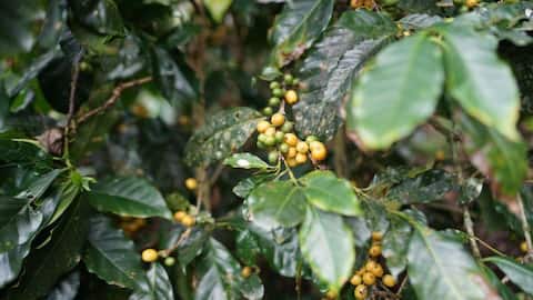 Menanam Kopi di Kebun Rumah Anda