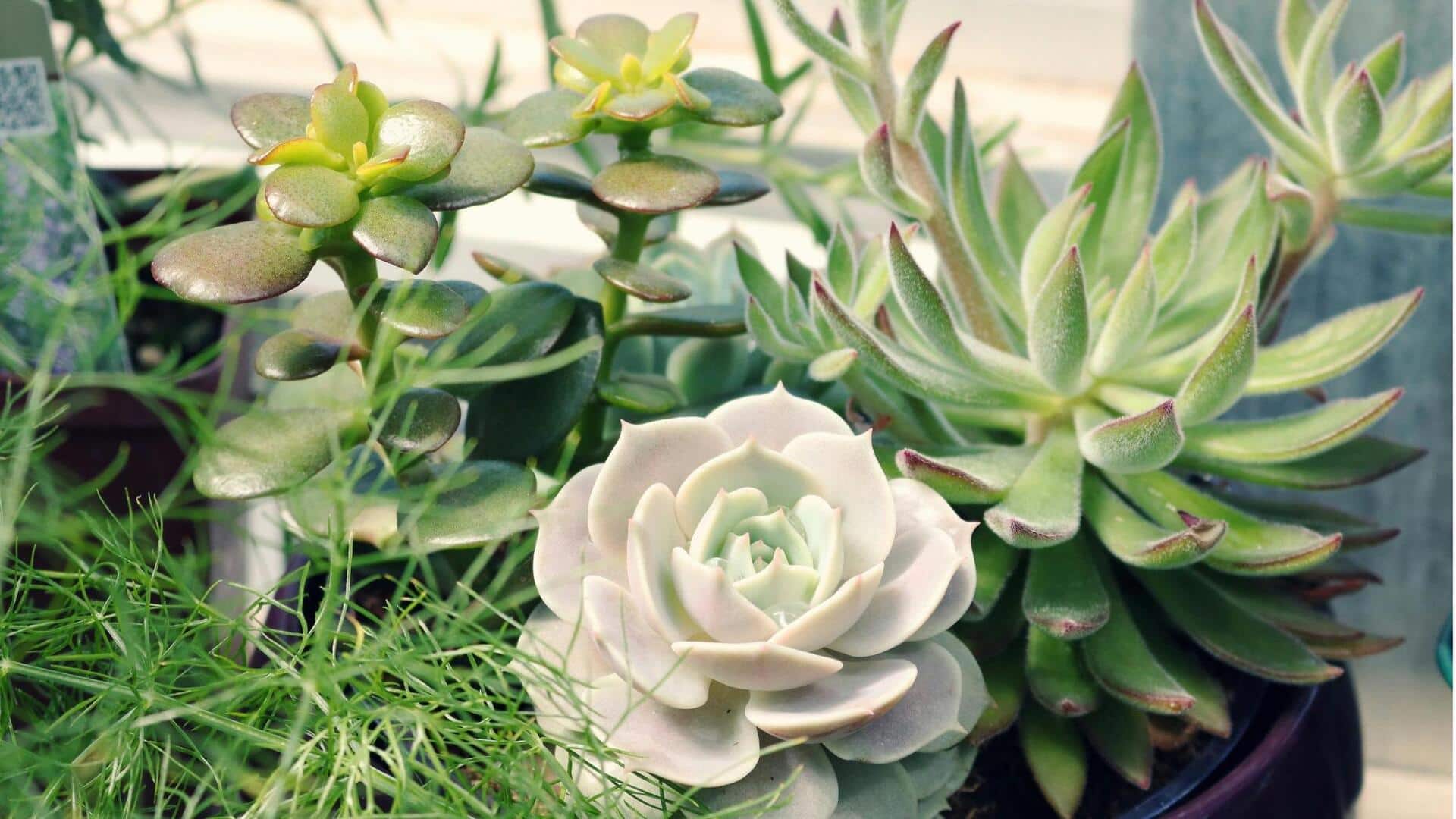 Mengapa Sukulen Unggul di Daerah Kering