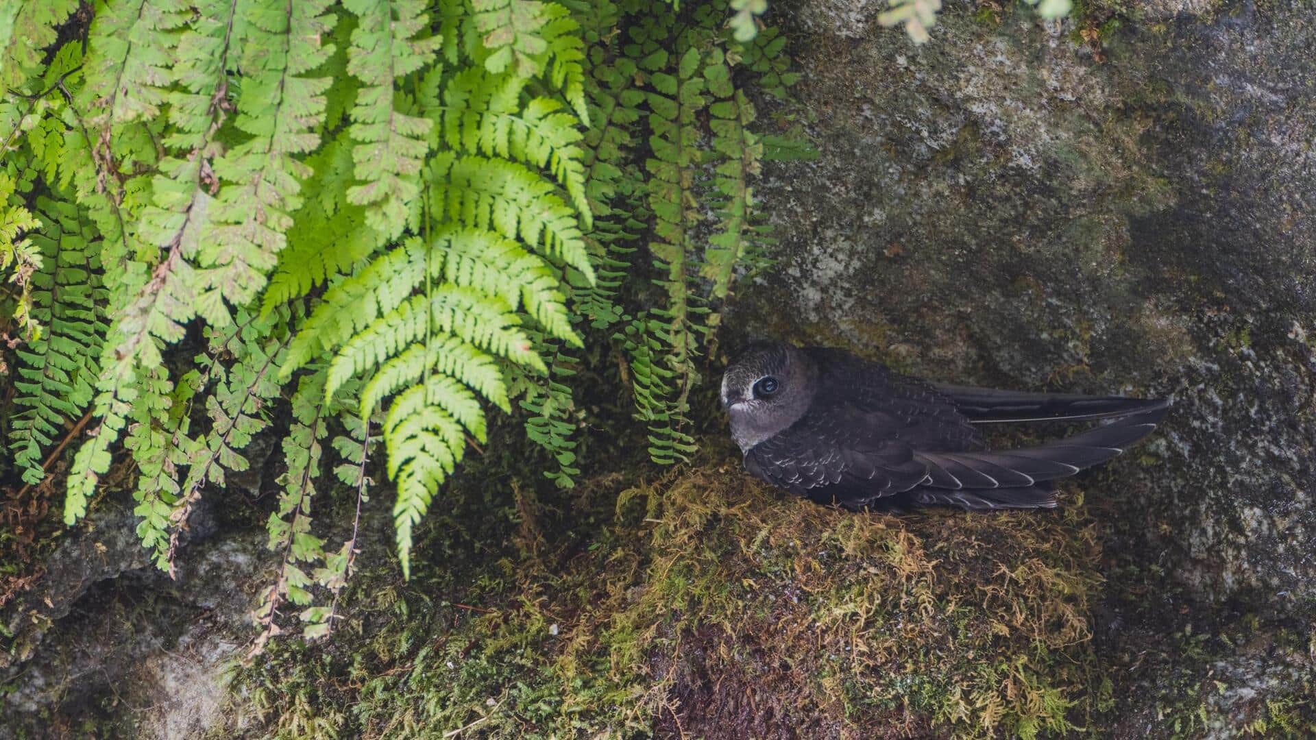 Swift: Burung Penjaga Sarang di Lingkungan yang Ekstrem