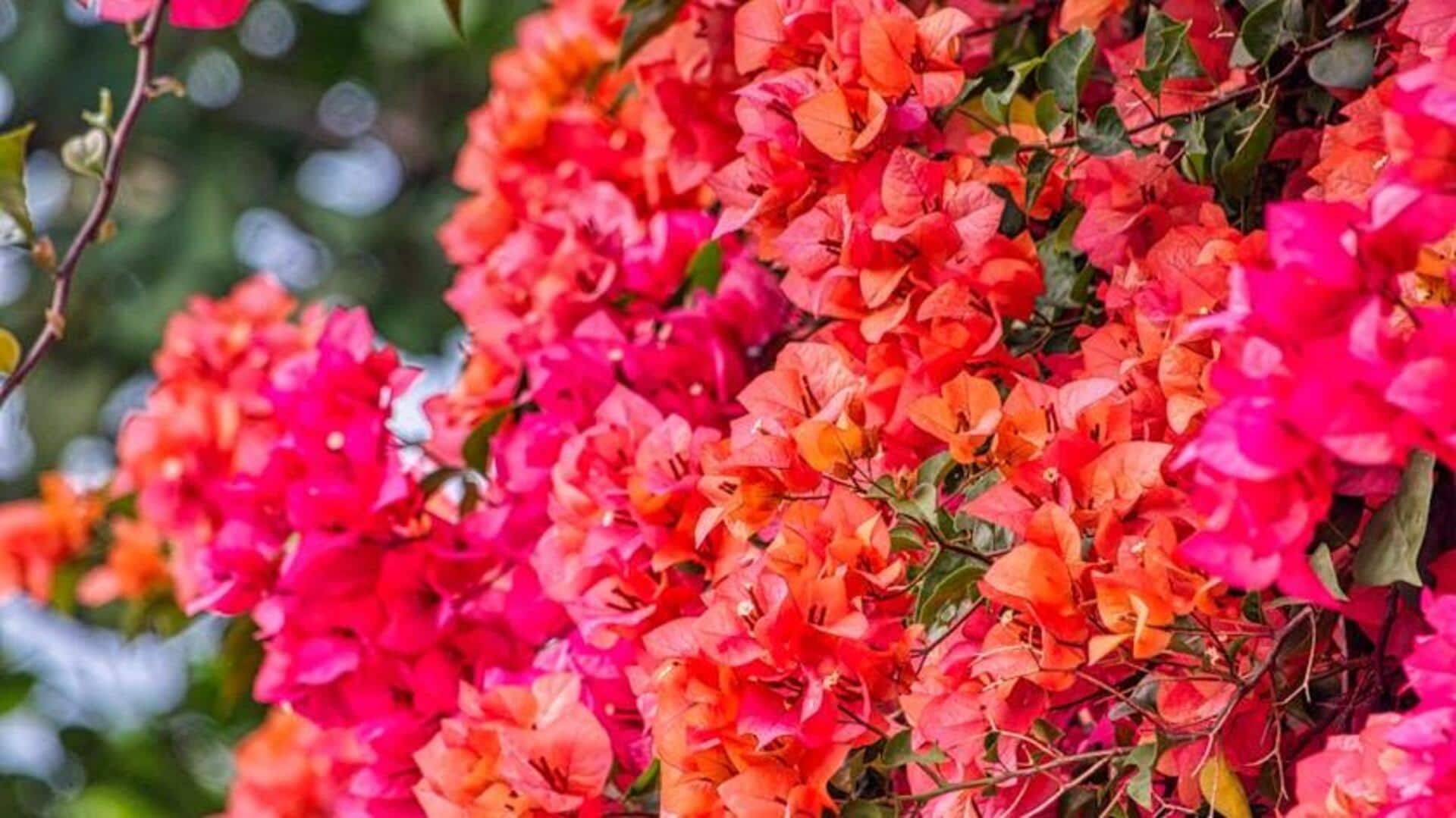 Cara Menanam Bunga Kertas untuk Taman Rumah yang Berwarna-warni