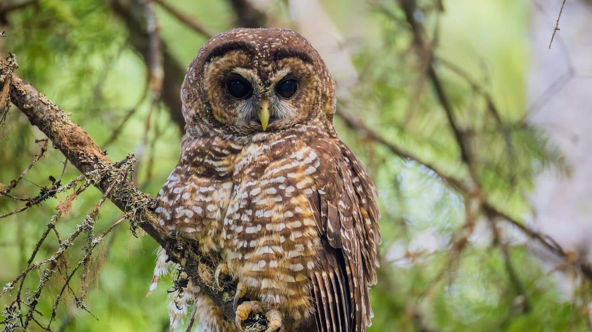 Keajaiban Evolusi dari Leher Burung Hantu yang Fleksibel