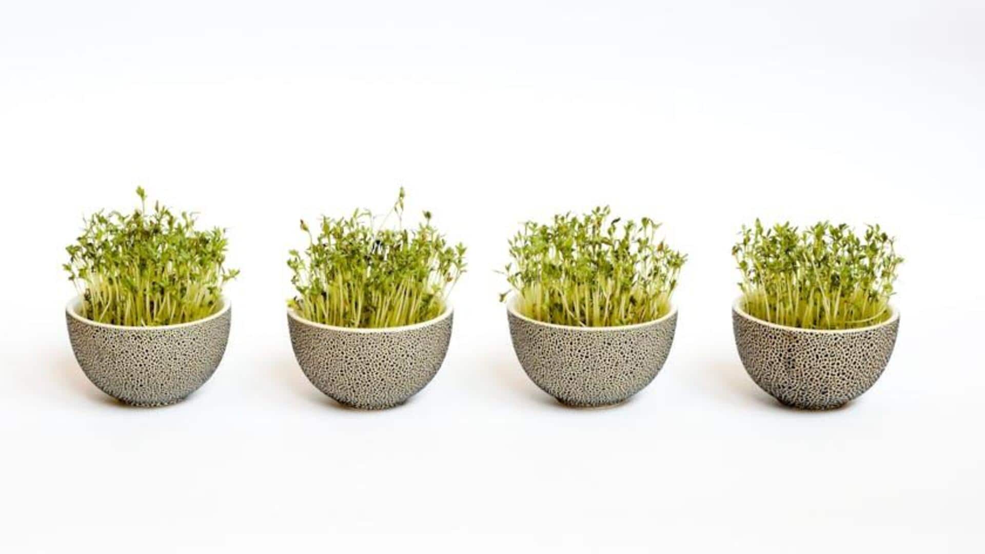 Menanam Kecambah Alfalfa di Dalam Ruangan