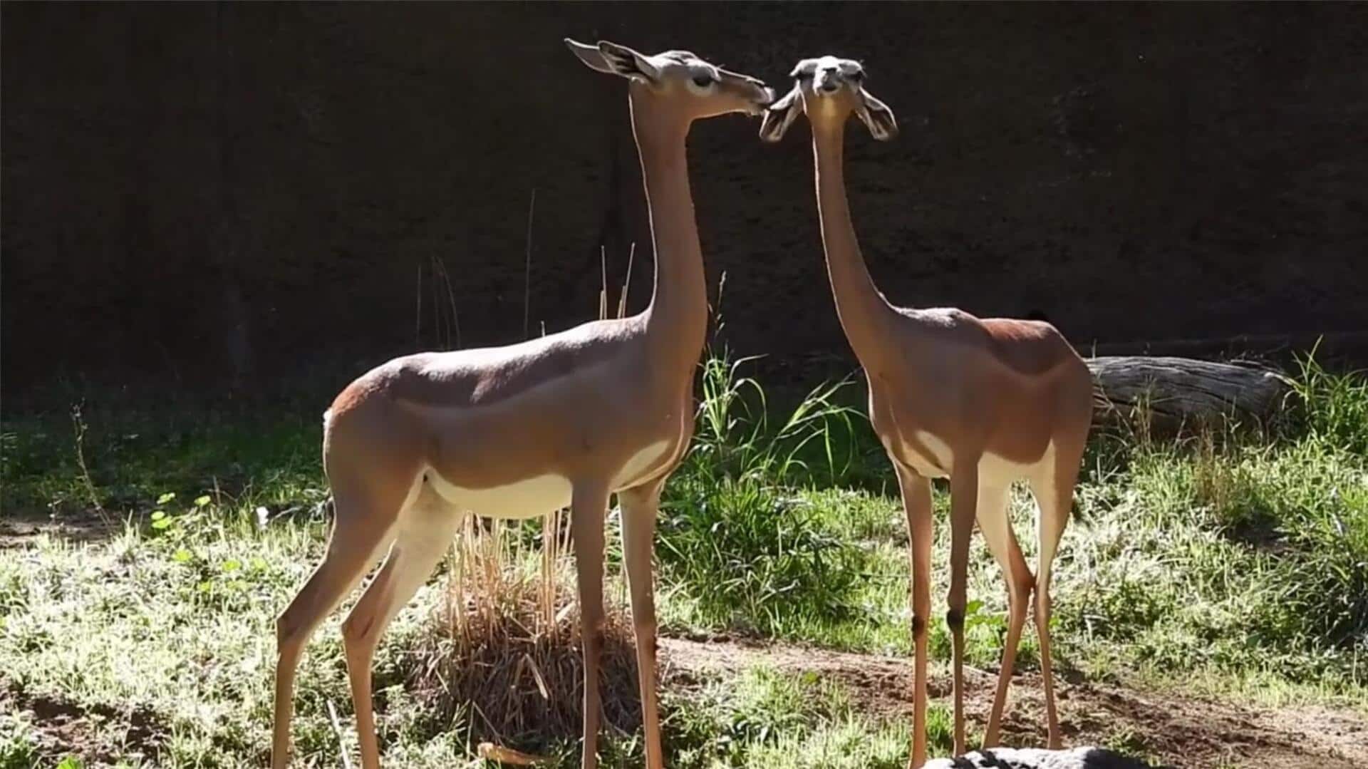 Mengungkap Kebiasaan Perawatan Diri yang Unik dari Rusa Berleher Panjang