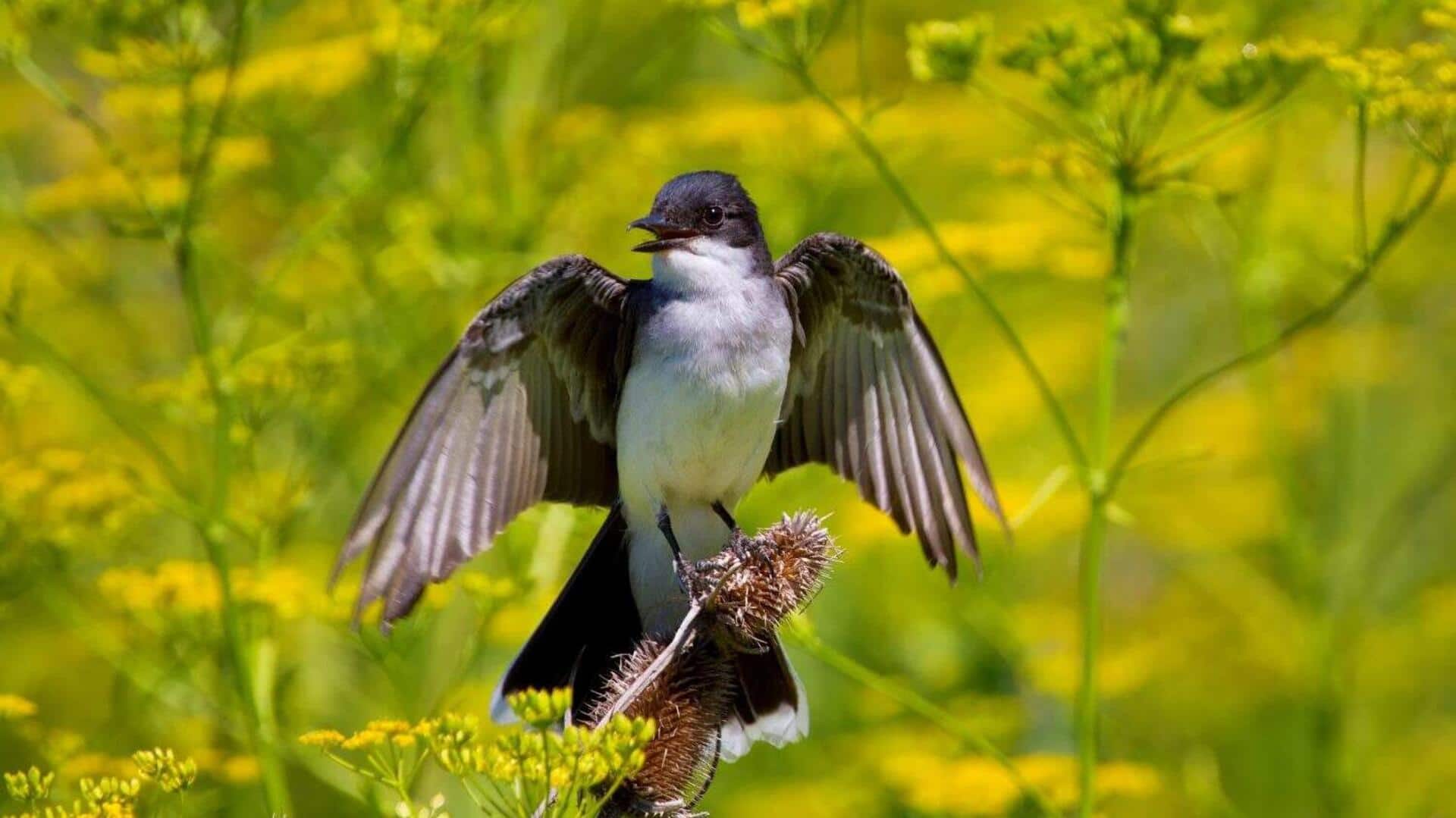Menjelajahi Lokasi Persinggahan yang Menarik dari Kingbird selama Migrasi