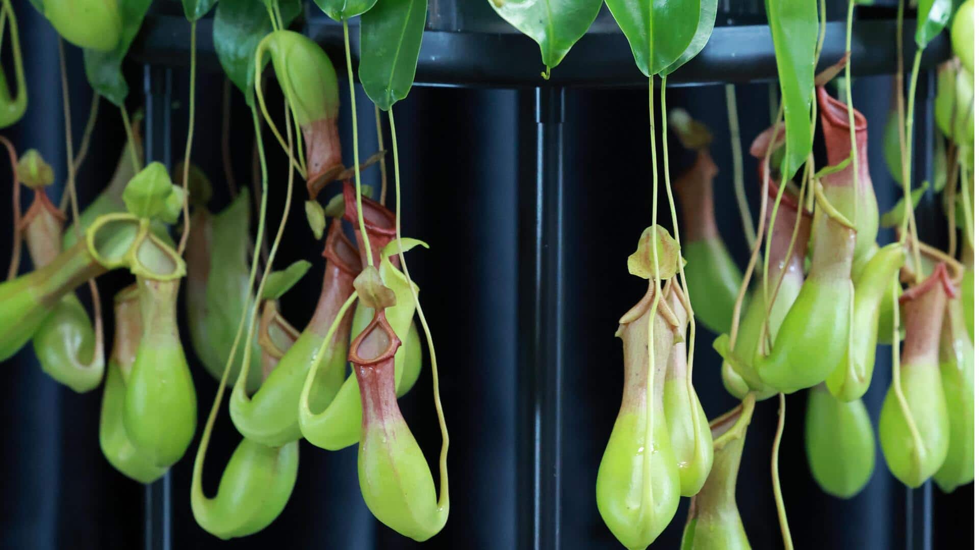 Tips Menumbuhkan Nepenthes di Dalam Ruangan