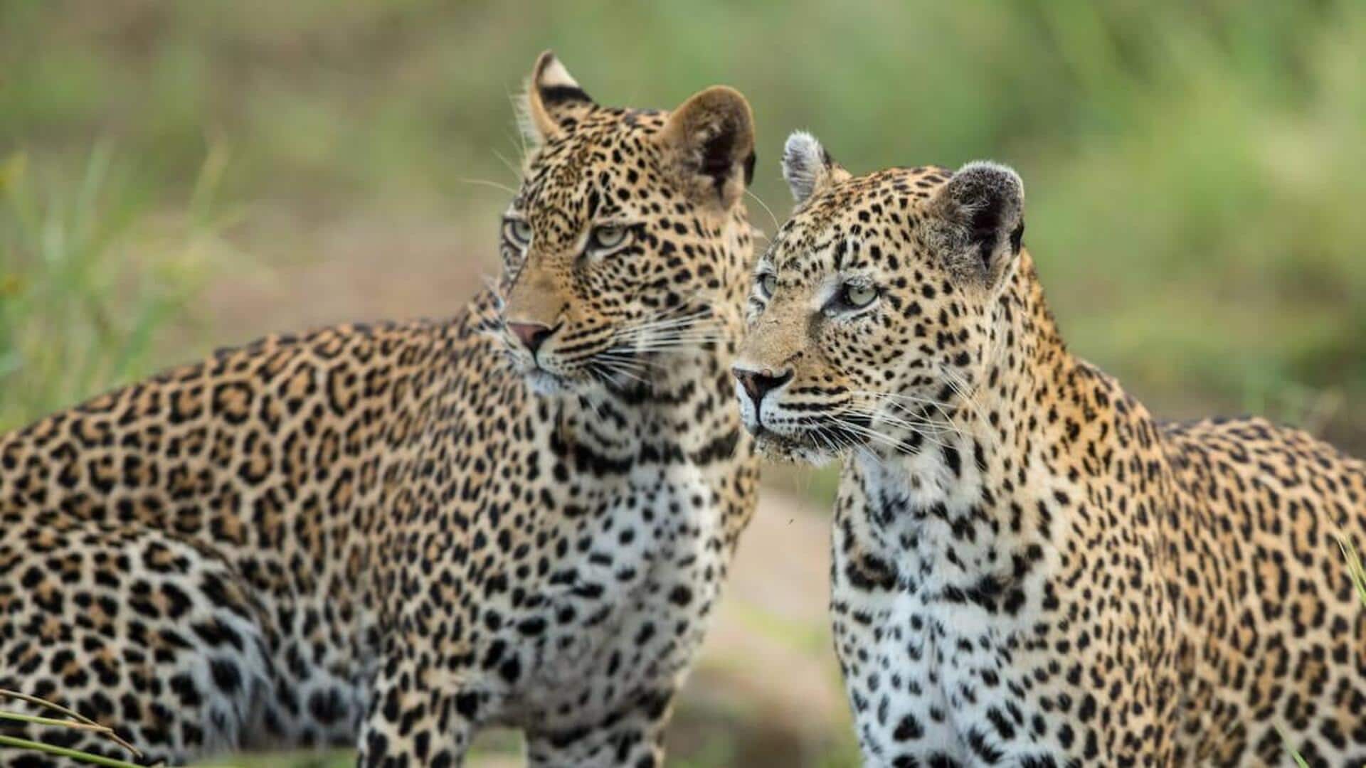 Memahami Bahasa Komunikasi Macan Tutul yang Unik