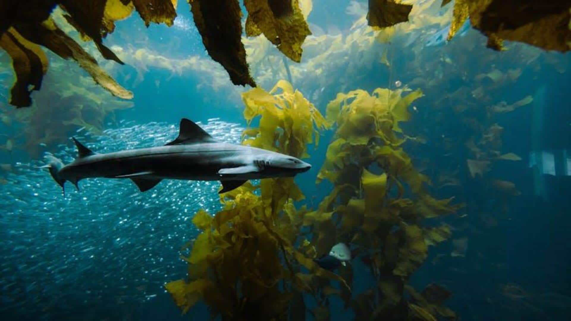 Penggunaan Inovatif Rumput Laut dalam Pembangunan Perkotaan Berkelanjutan