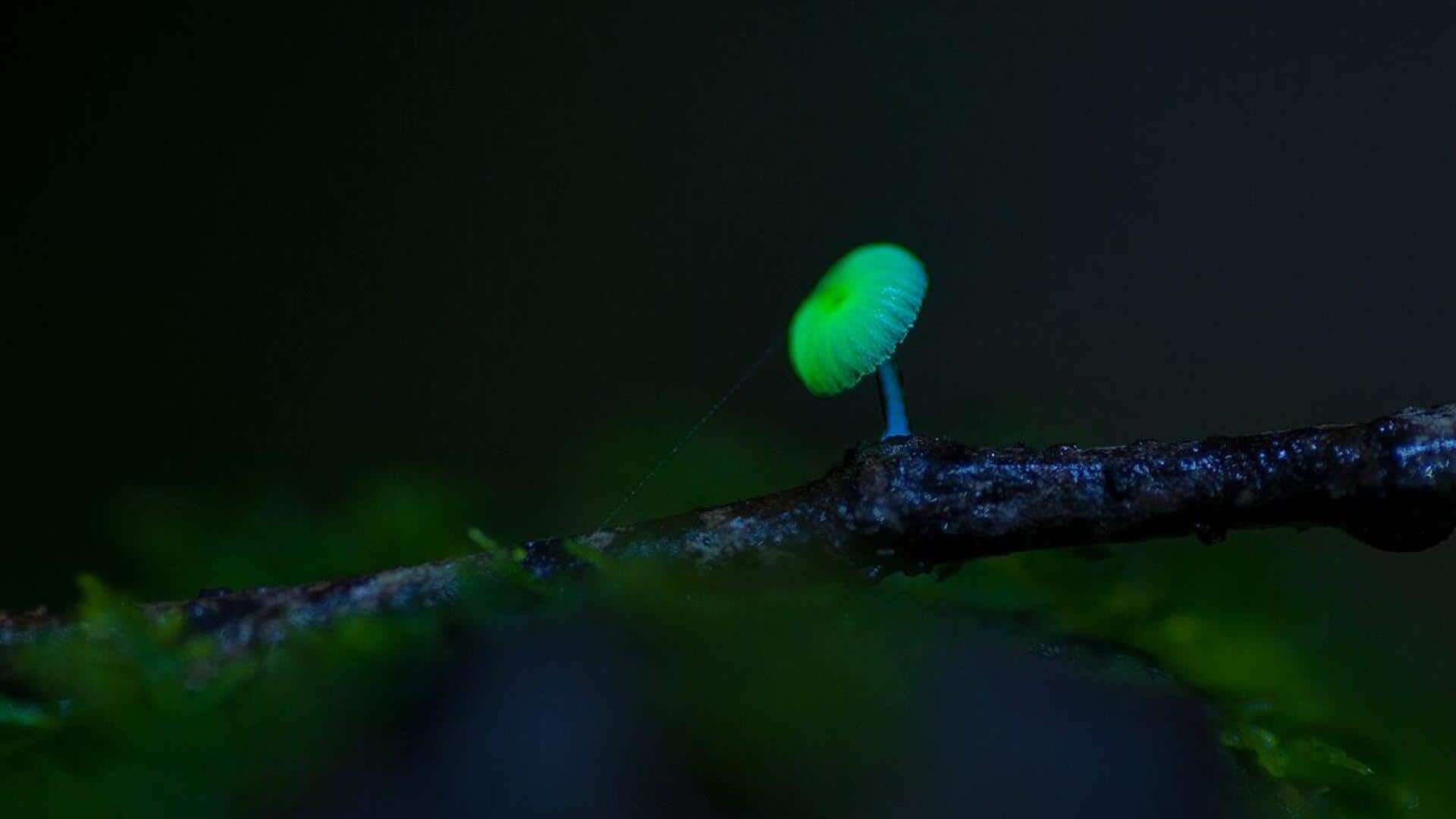 Organisme Bioluminesen: Penjelasan tentang Sumber Cahaya Alam