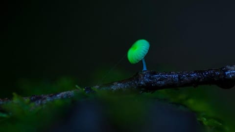 Organisme Bioluminesen: Penjelasan tentang Sumber Cahaya Alam