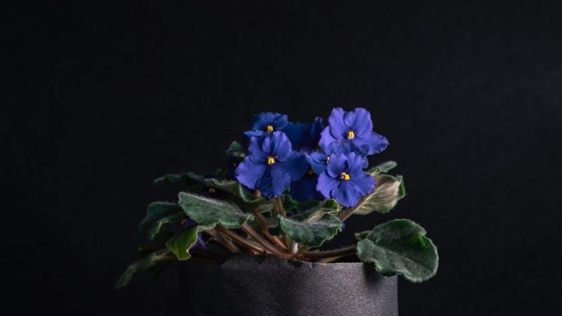 Kesalahan Umum Dalam Menanam African Violet