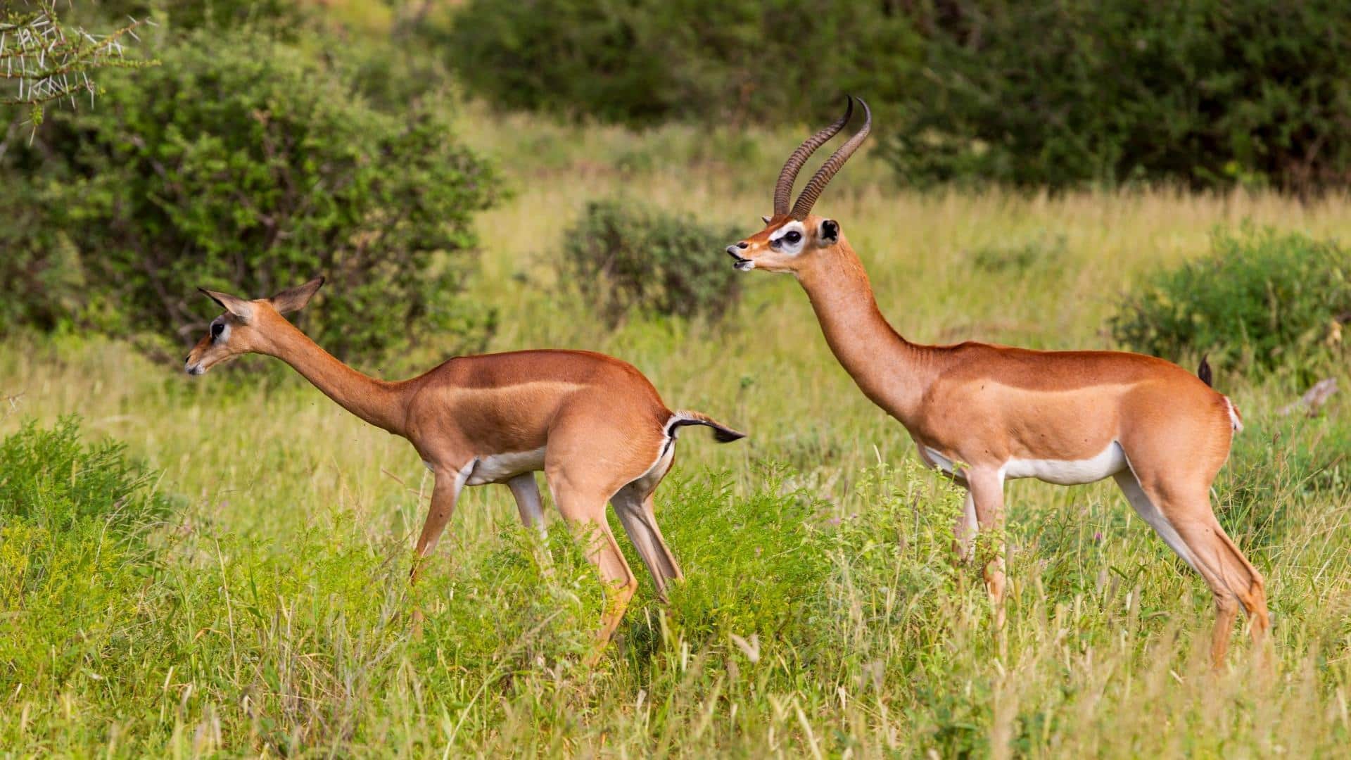 Rusa Berleher Panjang: Lima Teknik Komunikasi yang bisa Dipelajari