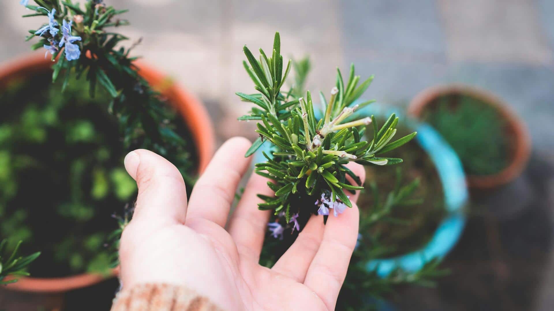 Herbal yang Tumbuh di Ruang Urban Kecil