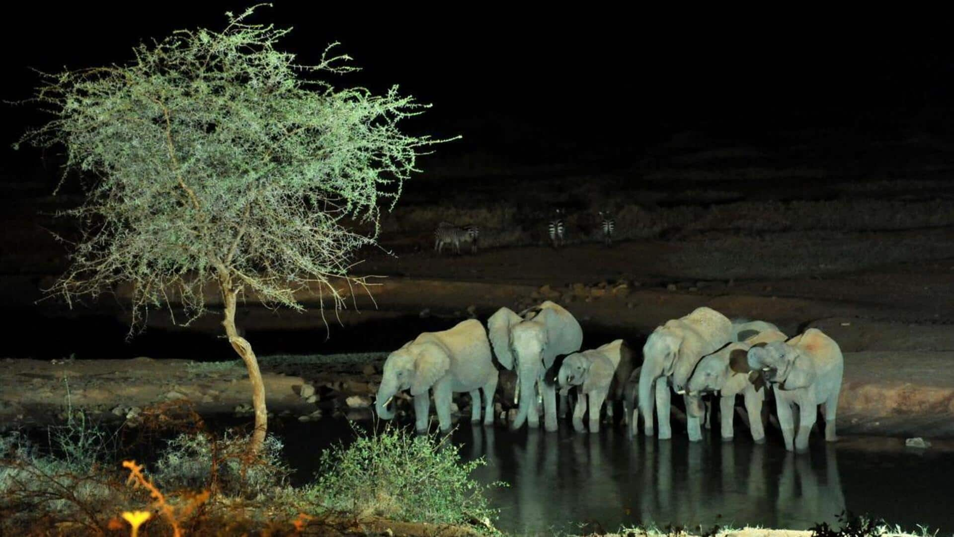 Lima Safari Malam Yang Unik Di Nairobi