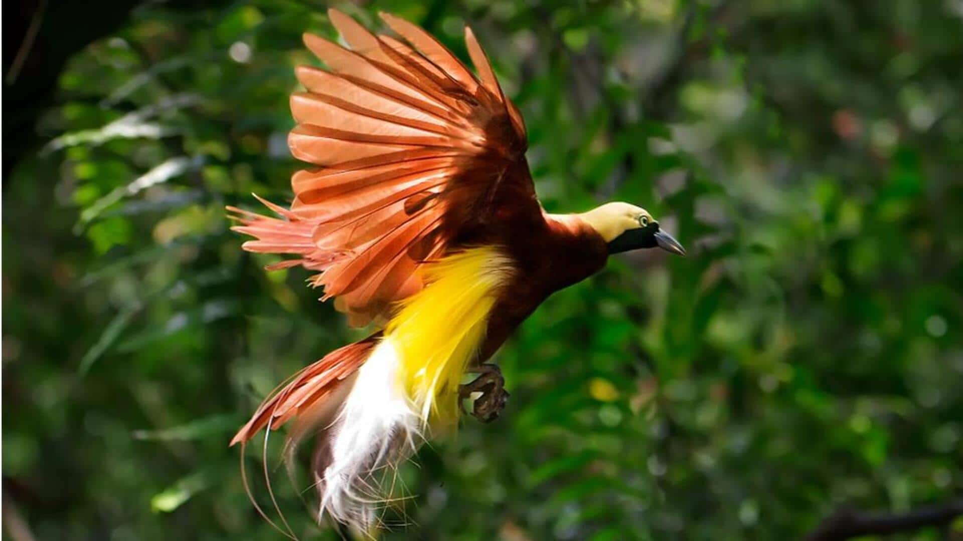Mengikuti Perjalanan yang Menakjubkan dari Burung Cendrawasih