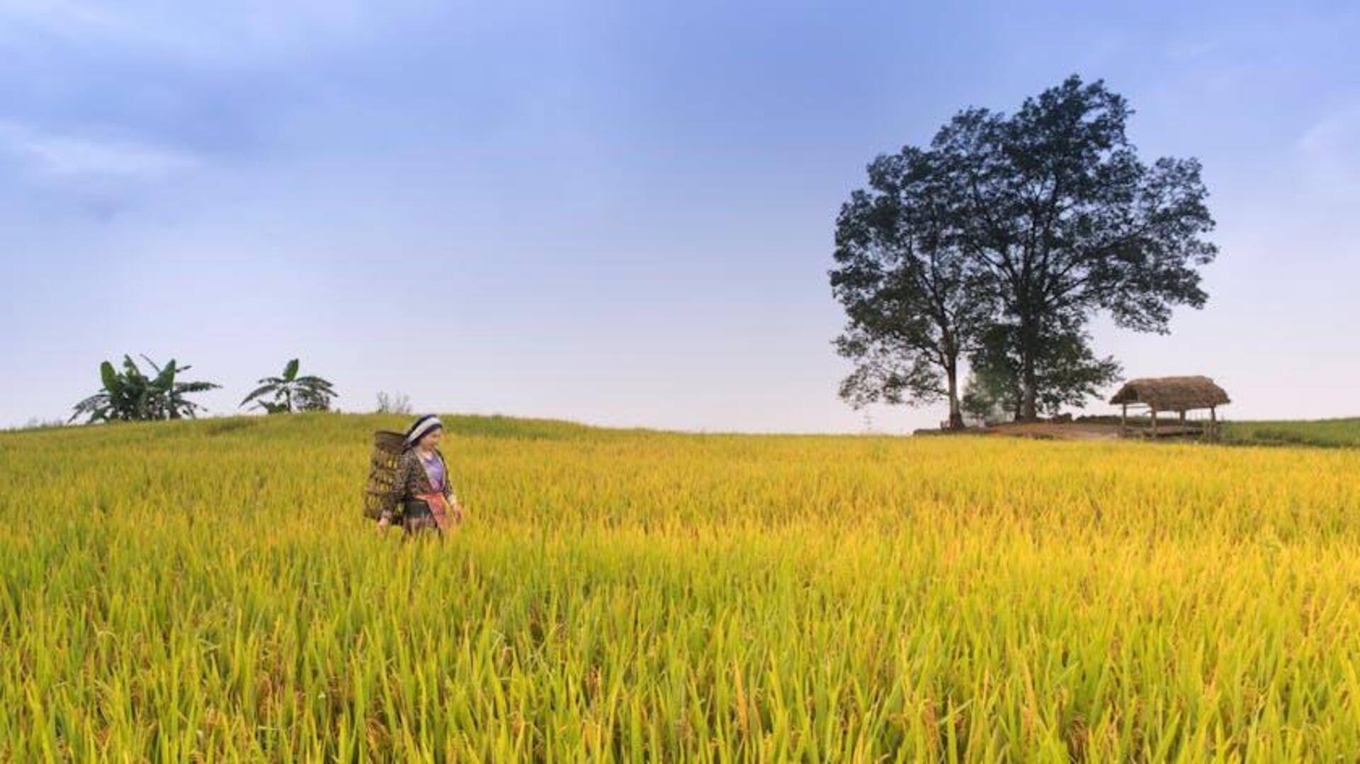 Dampak Revolusioner Peta Digital pada Pertanian Indonesia