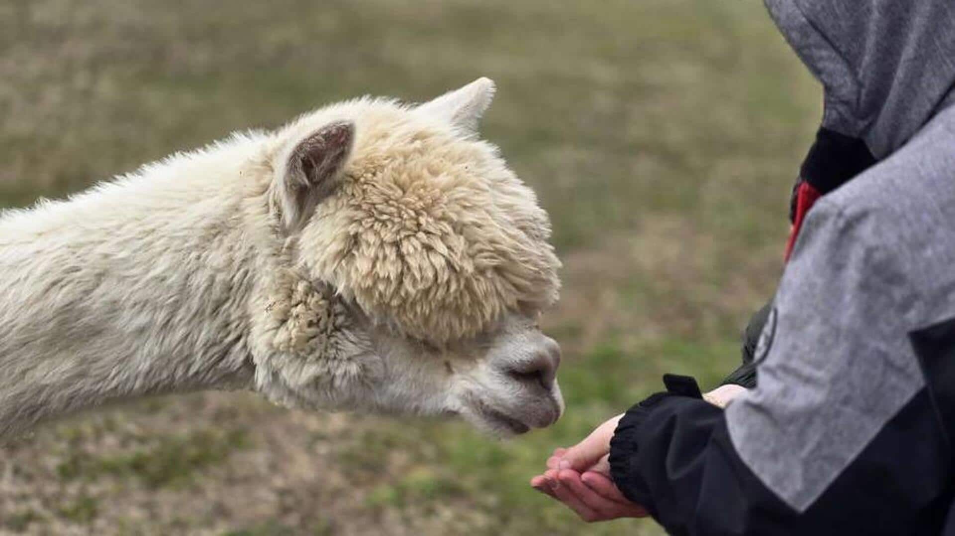 Lima Langkah Penting untuk Mendekati Alpaka dengan Aman