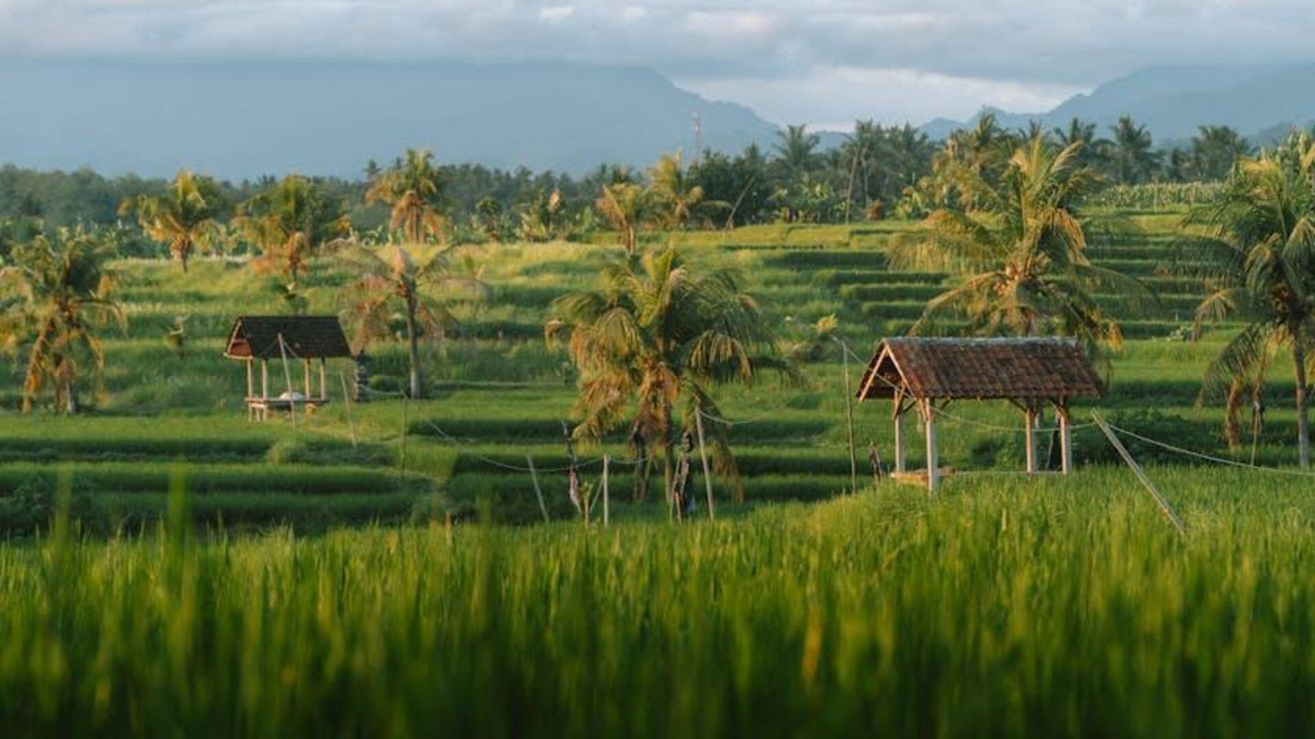 Teknik Pertanian Kuno di Indonesia yang Menakjubkan