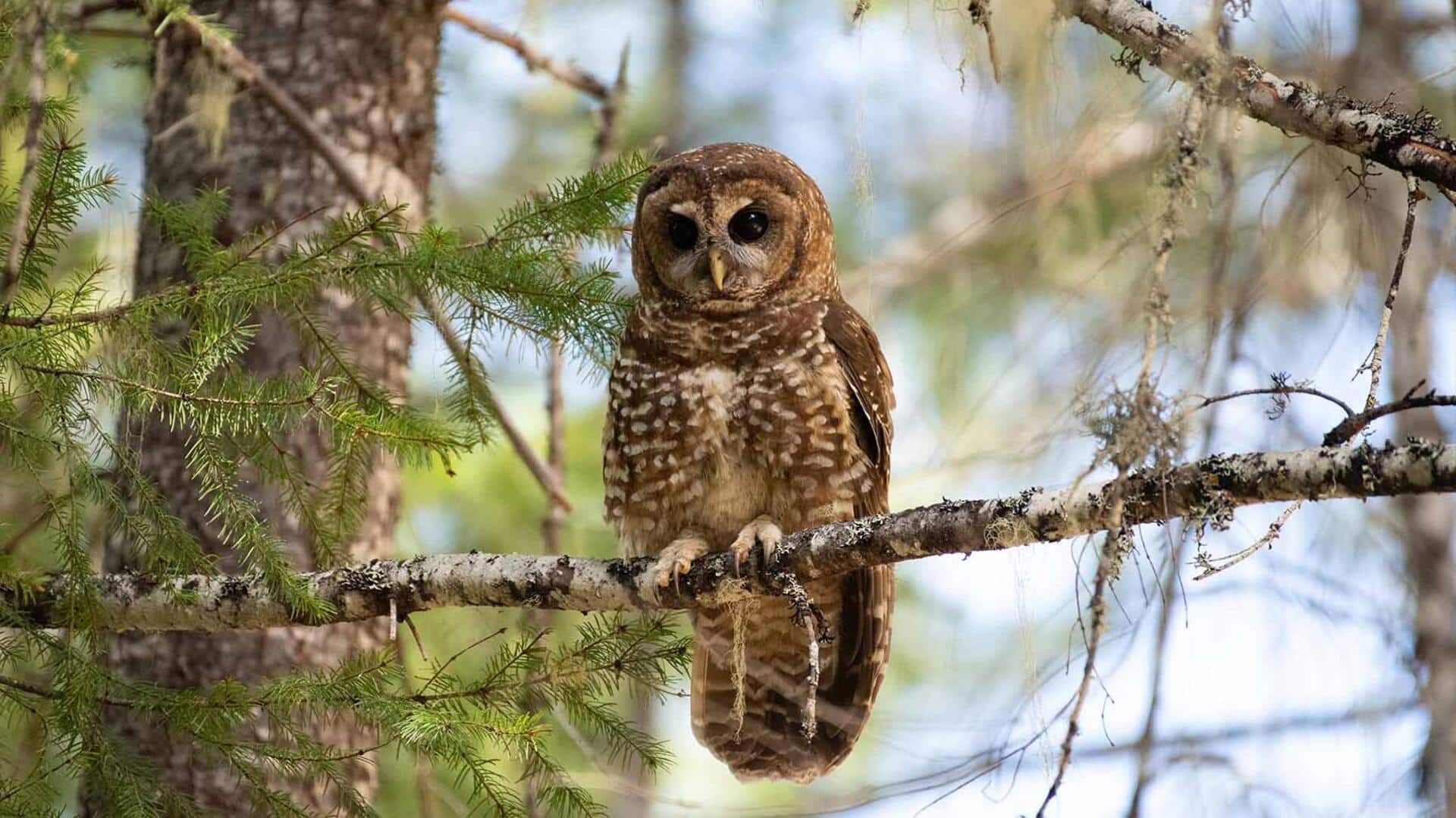 Cakar Unik Burung Hantu: Alat Berburu yang Sempurna dari Alam