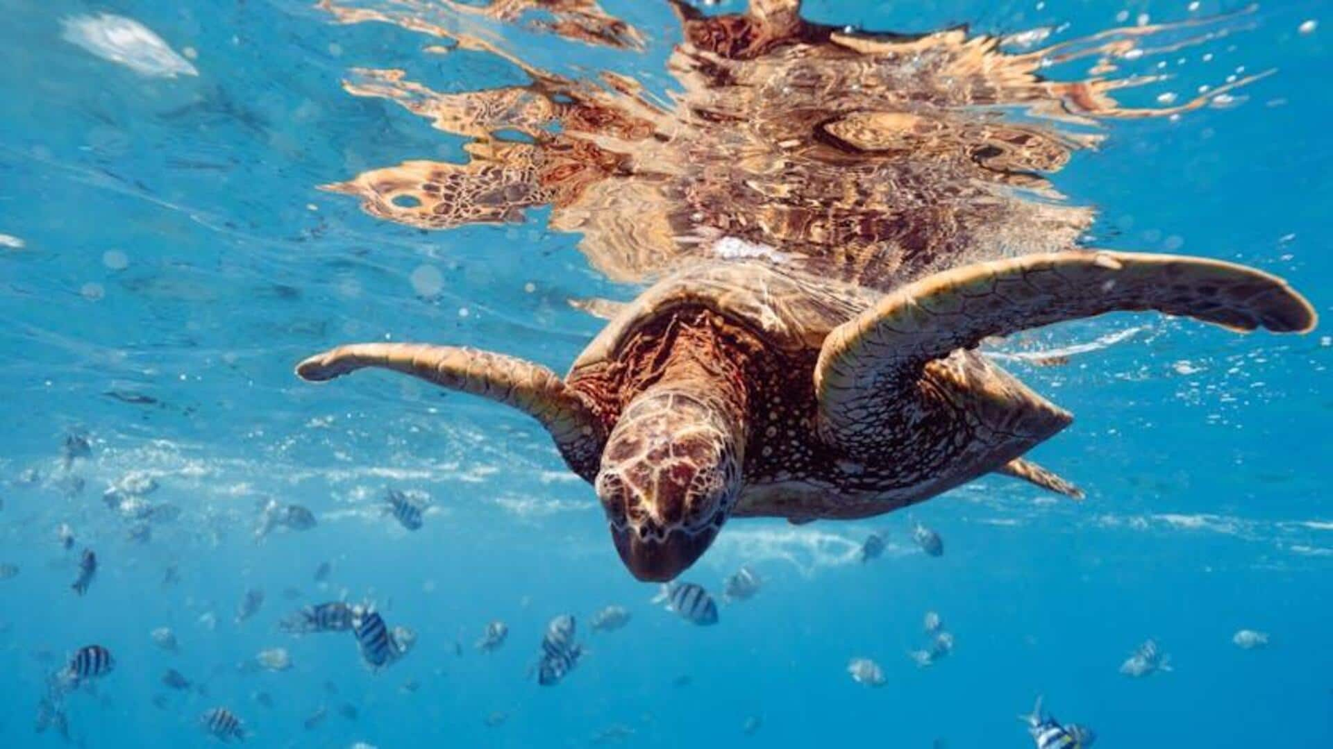 Menjelajahi Keindahan Taman Karang Rowley Shoals, Australia Barat