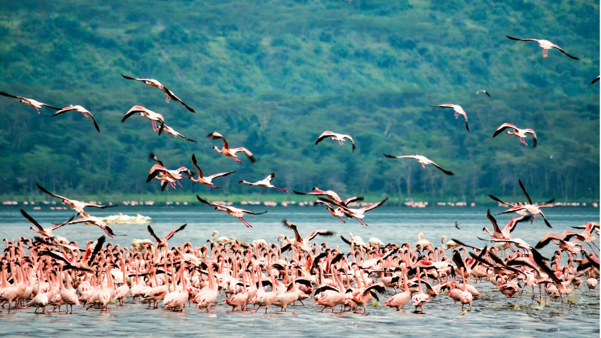 Menjelajahi Keanekaragaman Habitat Flamingo di Danau Nakuru, Kenya