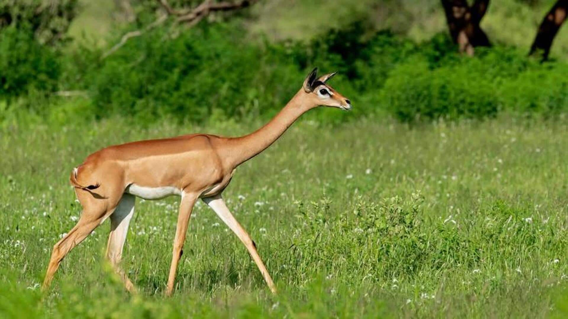 Memahami Preferensi Habitat Rusa Berleher Panjang yang Unik