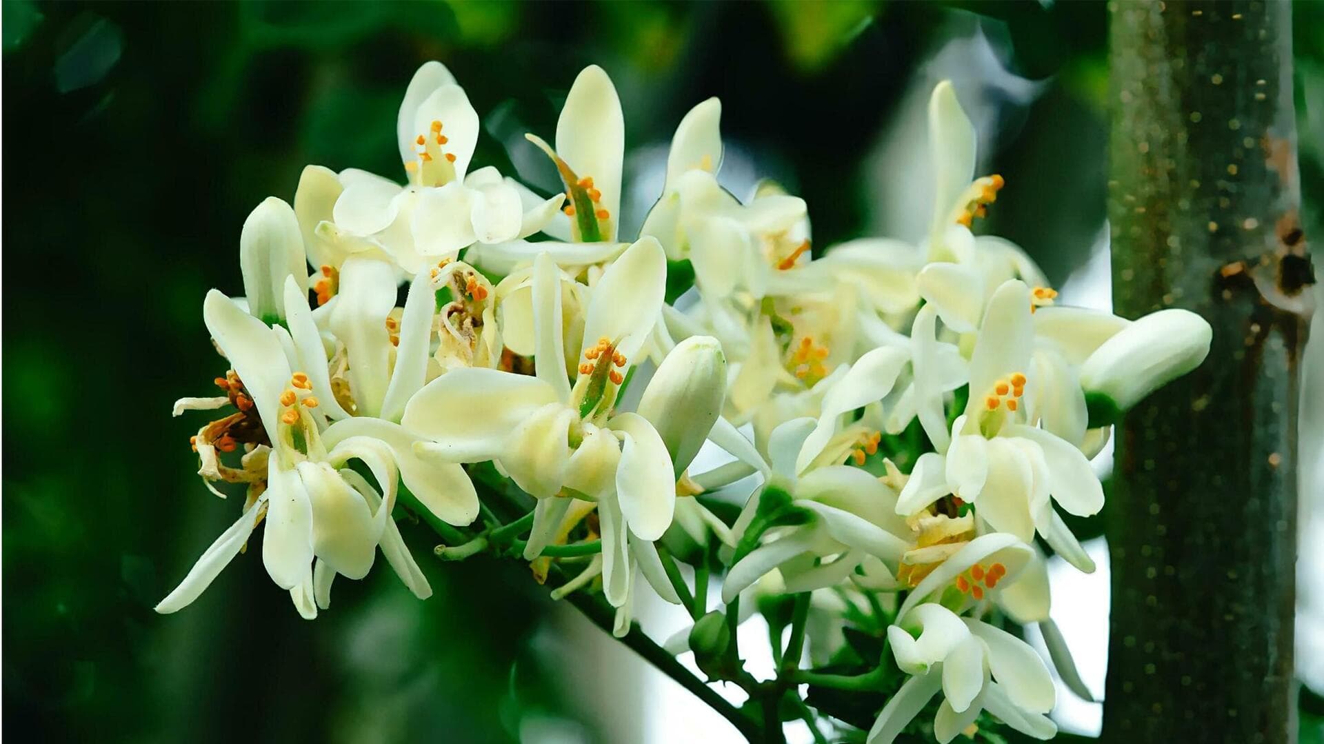 Manfaat Tersembunyi dari Bunga Moringa