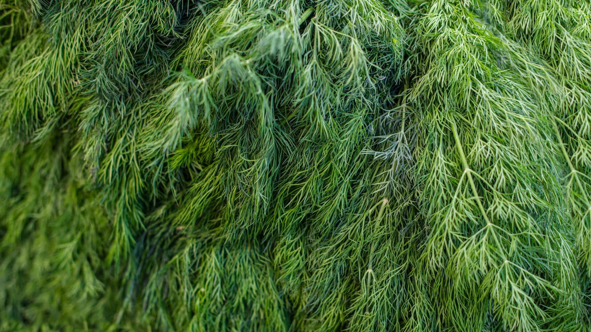 Lima Tips Praktis untuk Adas Sowa Berambut Tebal di Kebun Dapur