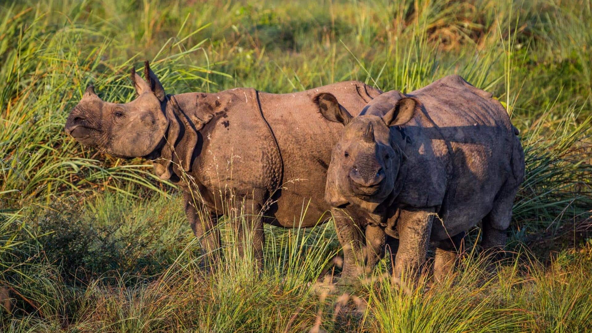 Lima Struktur Sosial Unik Badak di Alam Liar
