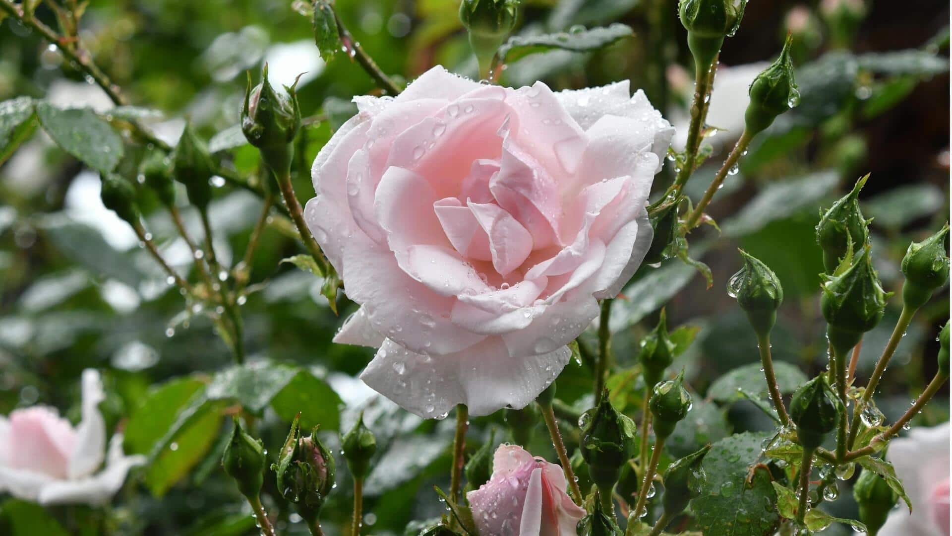 Lima Penggunaan Mengejutkan dari Mawar selain Harumnya