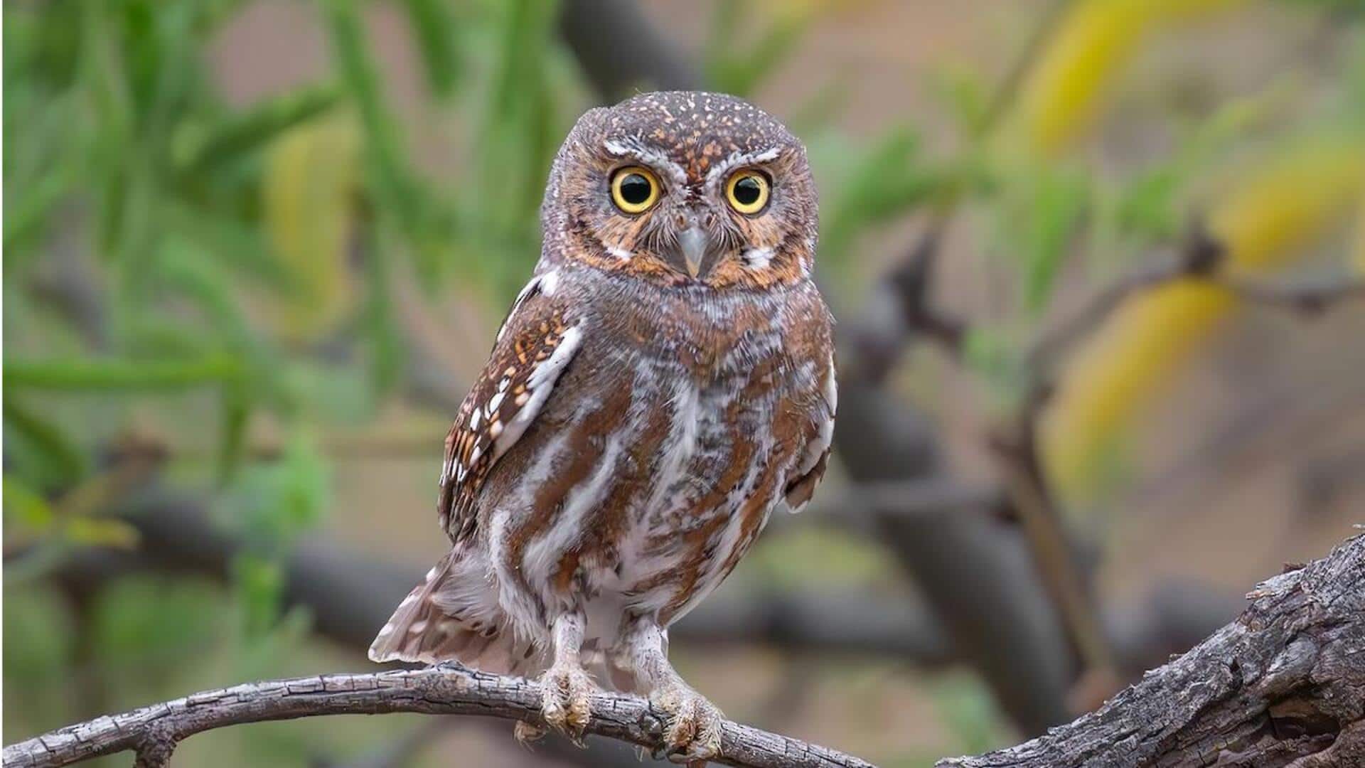 Menemukan Spesies Burung Hantu yang Unik di Habitat Global