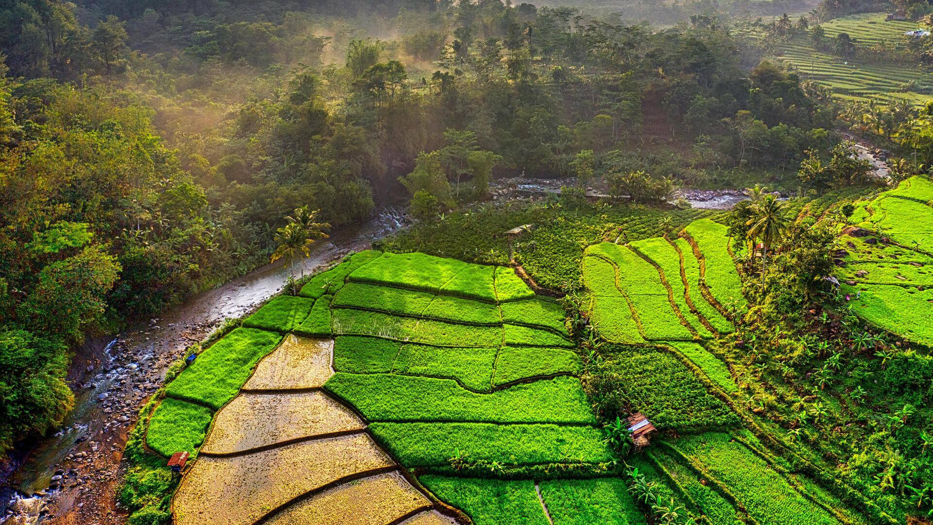 Terasering Padi di Jawa: Surga Fotografer Terasering Padi di Jawa: Surga Fotografer