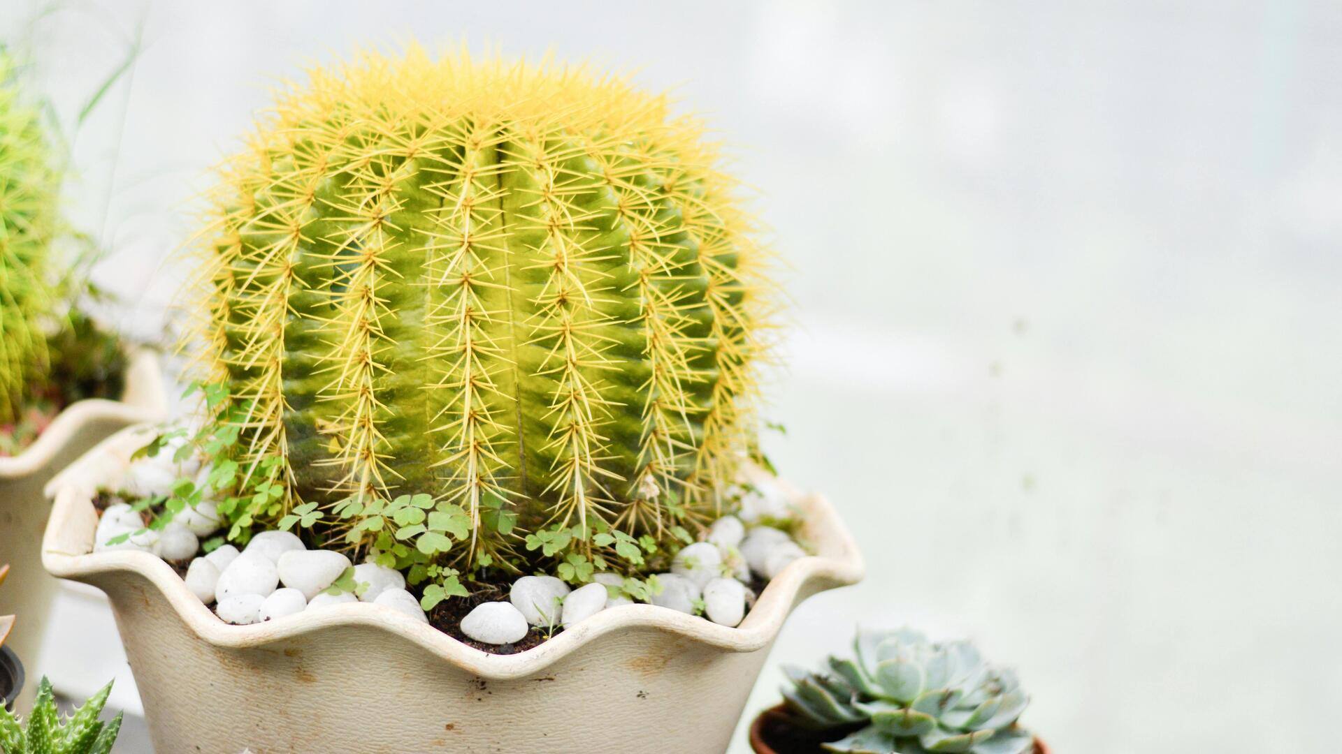 Lima Kaktus dan Sukulen Tropis untuk Dekorasi Rumah