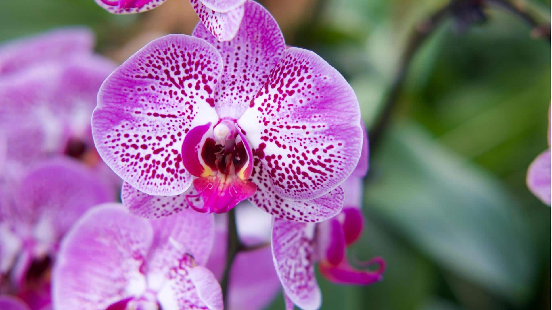 Fakta Menarik tentang Simbiosis Penyerbukan Anggrek