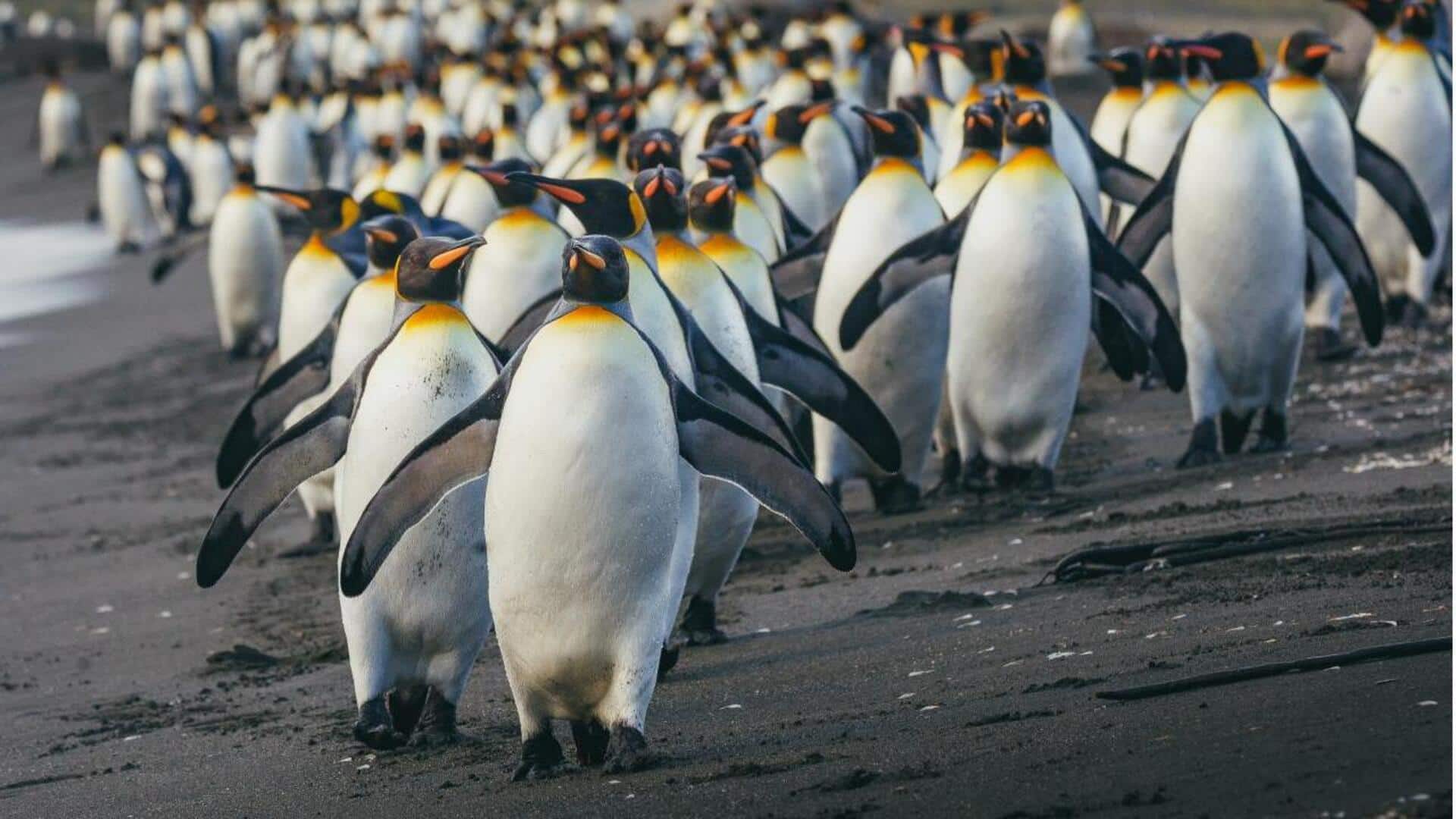 Mengungkap Teknik Pertahanan Diri Penguin yang Menakjubkan