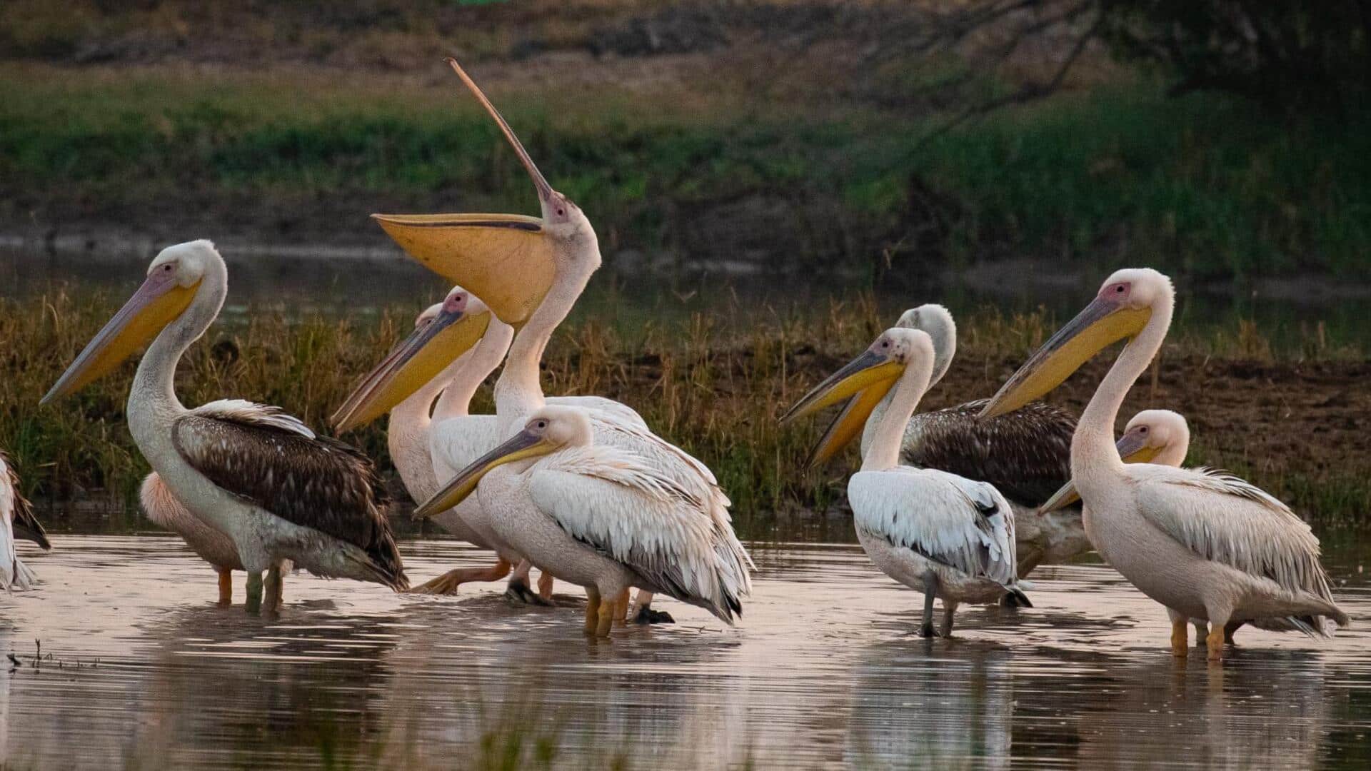 Pengaruh Budaya pada Perilaku Pelikan di Berbagai Belahan Dunia