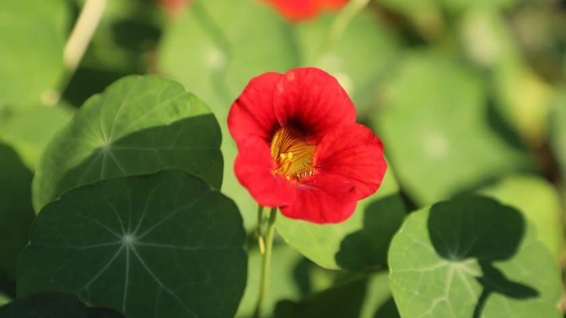 Rahasia Menumbuhkan Nasturtium di Pot dengan Mudah