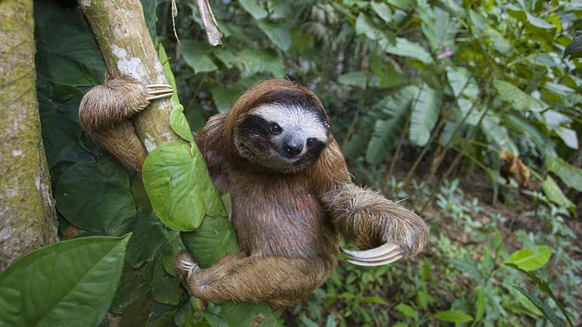 Mengungkap Fakta Menarik tentang Evolusi Kukang Tiga Jari