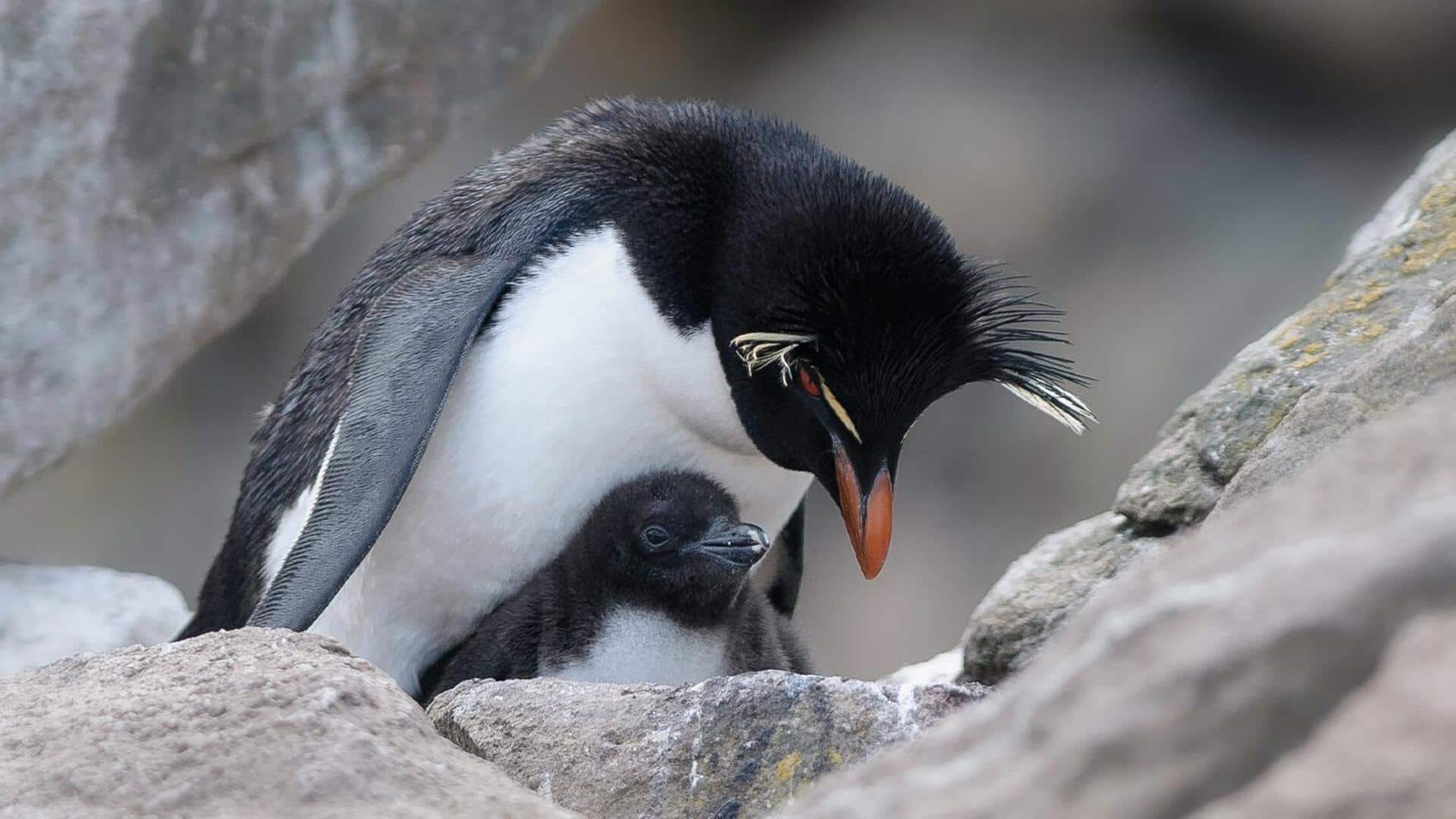 Peran Luar Biasa Penguin dalam Membesarkan Anak-Anak Mereka