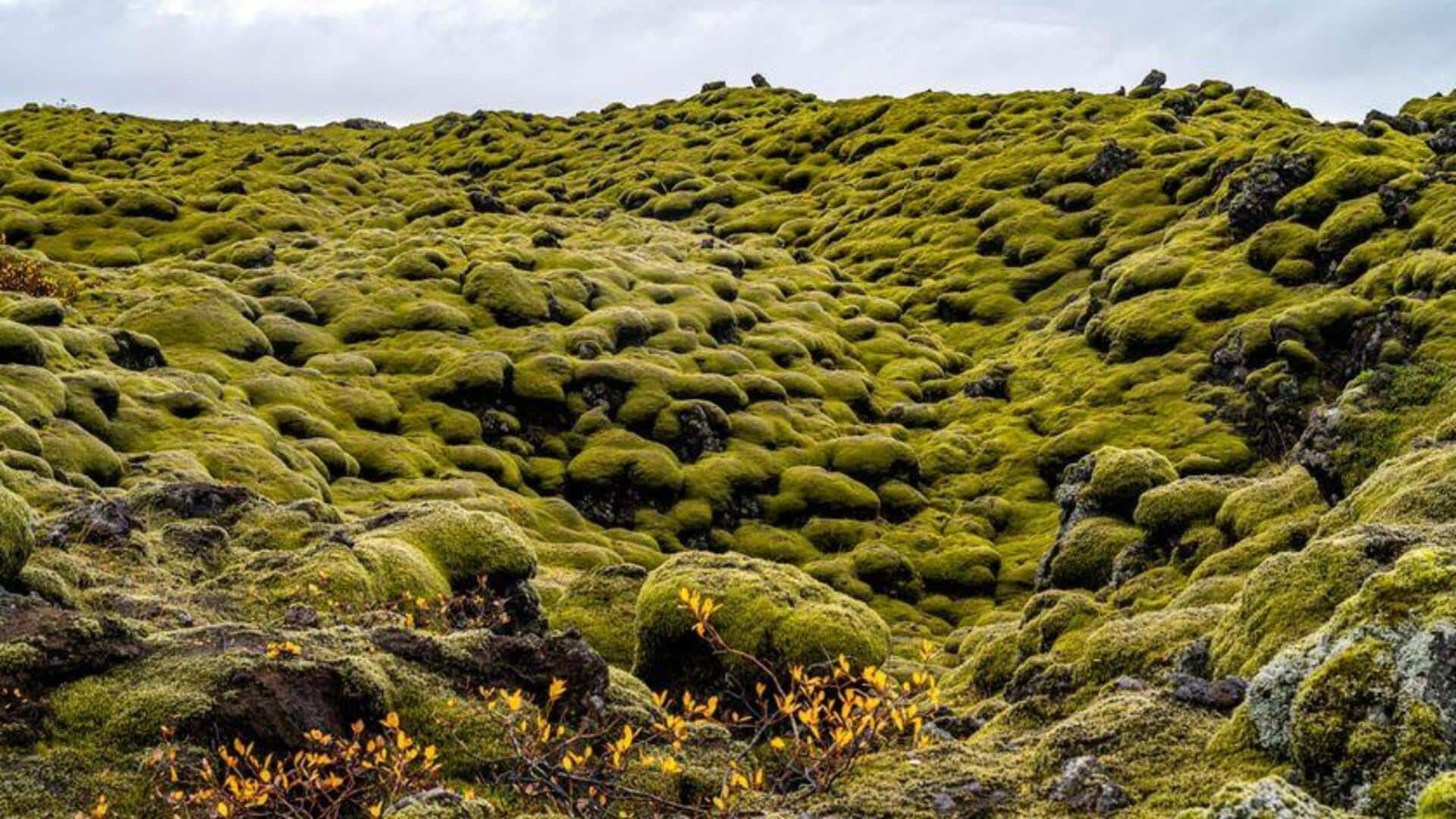 Menjelajahi Keindahan Lava dan Geyser Islandia