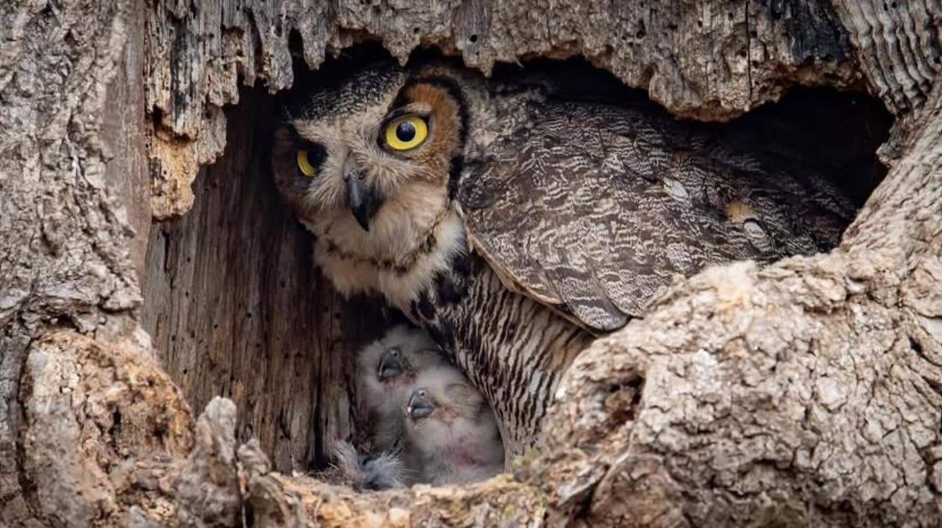 Mengungkap Rahasia Desain Sarang Burung Hantu